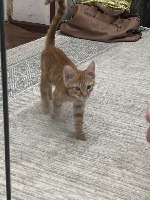 Отдам котенка