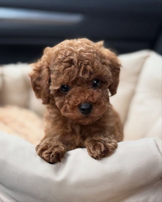 Vand baietel Pudel Toy roscat/ red cu varsta de 8 saptamani