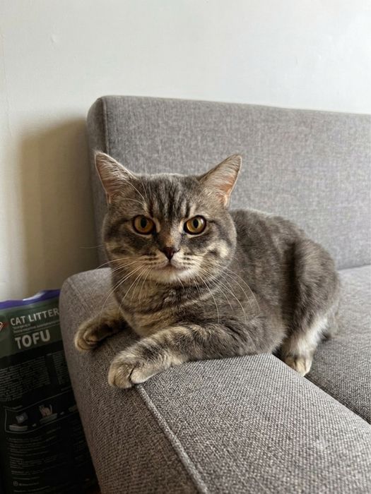 Кот по кличке туша