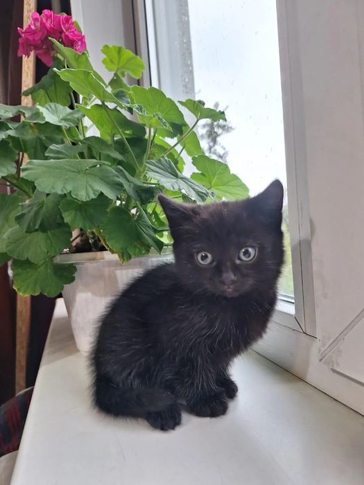 Отдам красивых кошечек