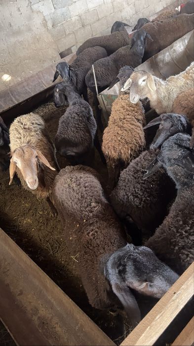 Семіз қойлар сатылады