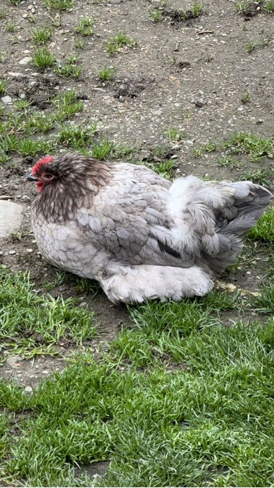 Vand Gaini, Gaste , Bibilici de anul trecut…