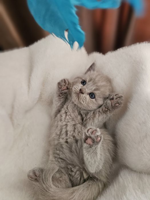 Британские малыши котята