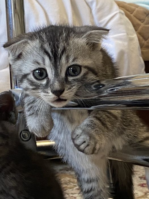Продаю шатланских котят