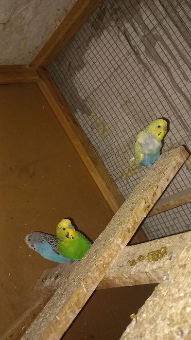 Vand perusi  sau schimb cu zebre australiene