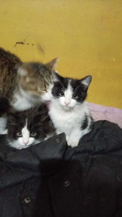 Отдам котят в добрые руки