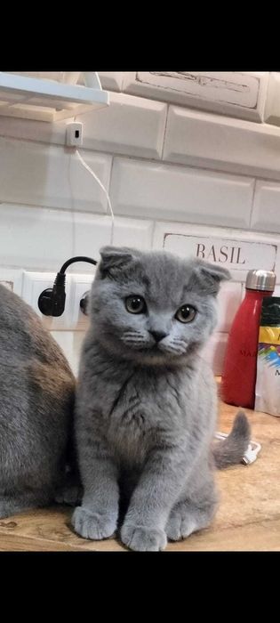 Кошка британская 3 месяца