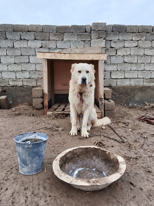 Тобет 1жас 3ай ит