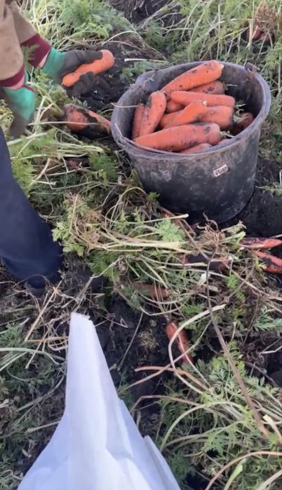 Продам Морковь и свеклу
