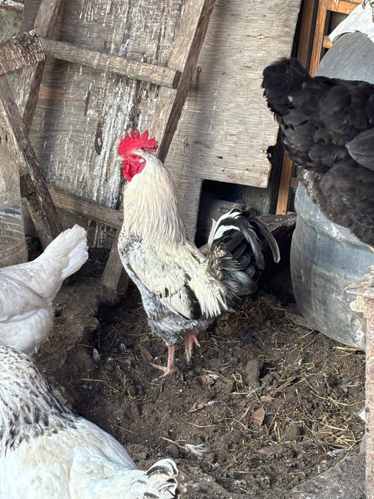 Продам петухов самовывоз