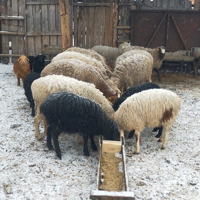 21 голова 1.2млн доставка