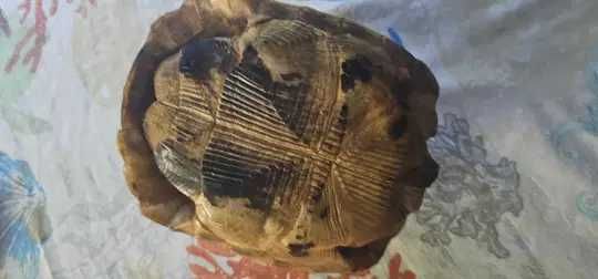 carapace veche de broască țestoasă