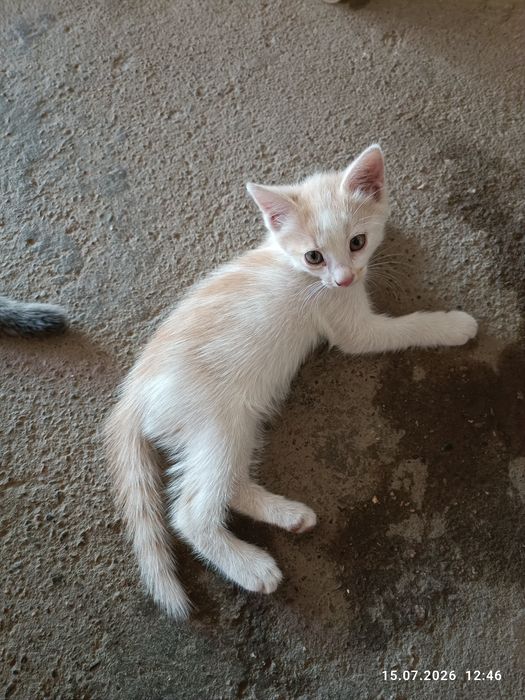 Котята домашние)