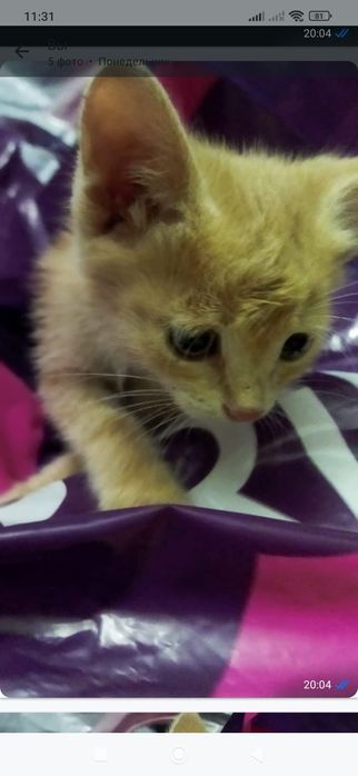 Отдам котёнка в добрые руки!