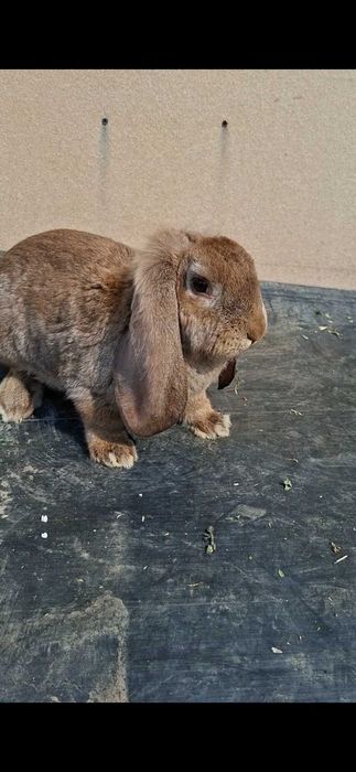 Asi schimba femela berbec german agouti/ femela urias german galben