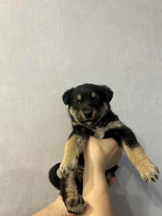 Отдам в хорошие руки щенка