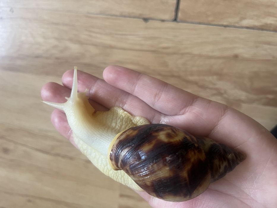 Улитки ахатина ретикулята альбино