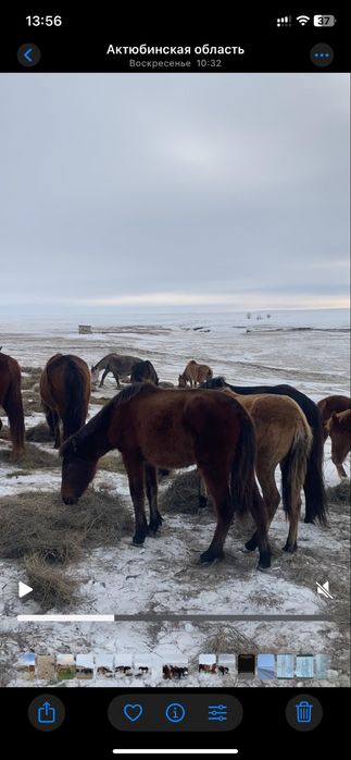 Ұрғашы Жабағылар сатылады 7 бас