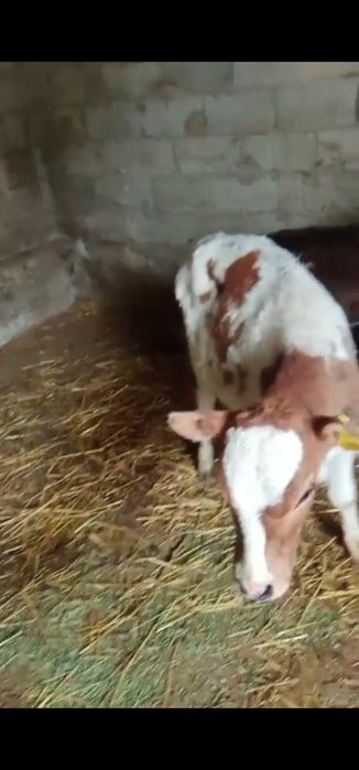 Ұрғашы тоқал 2,3 айлық бұзаулар сатылады