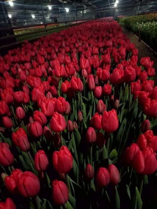 Тюльпаны крупные оптом