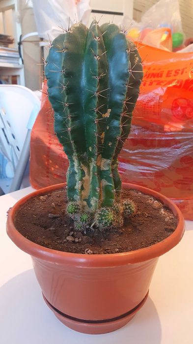 Драцена в горшке