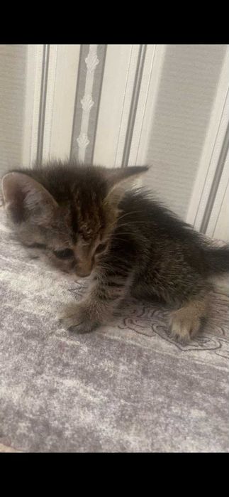 Отдам котят в хороше руки