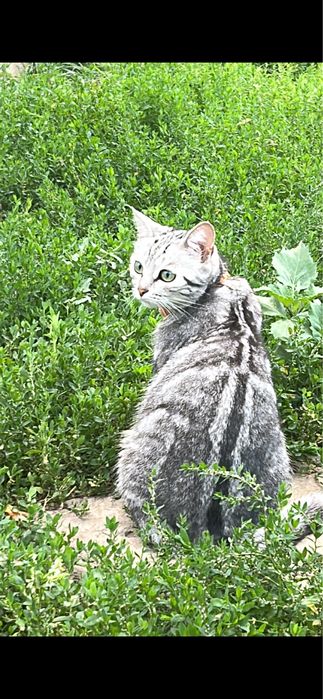 В добрые руки пристраиваится кошка