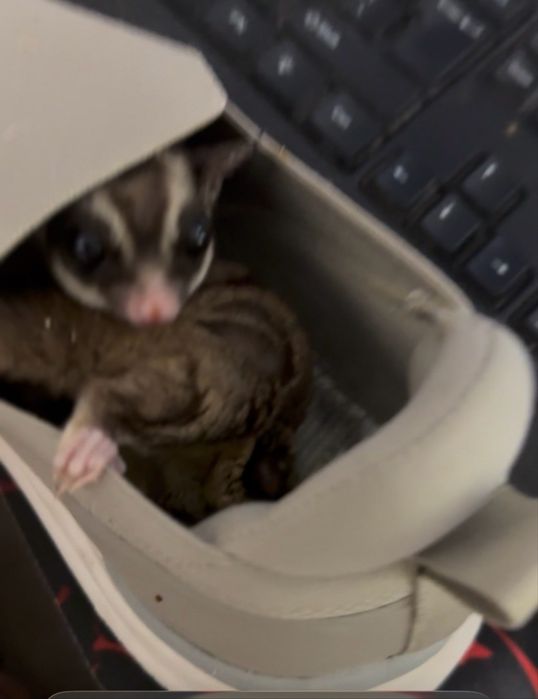 Veverita zburatoare - Sugar Glider + cușca si acceso