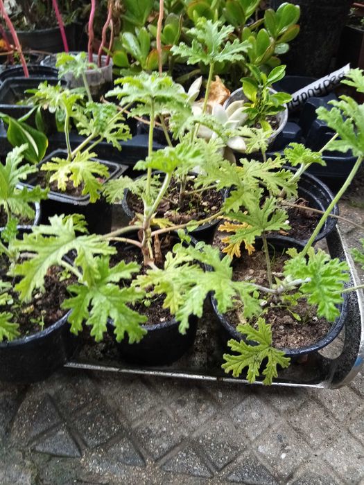 Индрише в саксия