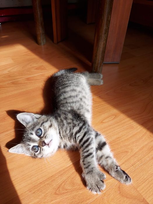Отдам милых котят