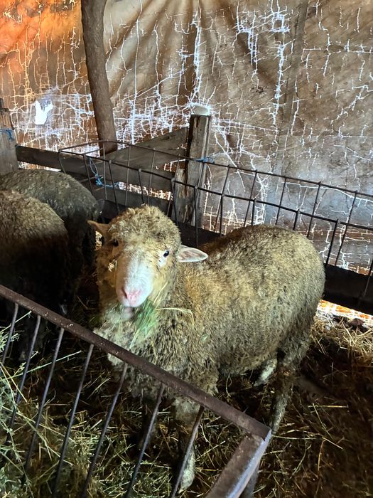 Berbecuti il de France