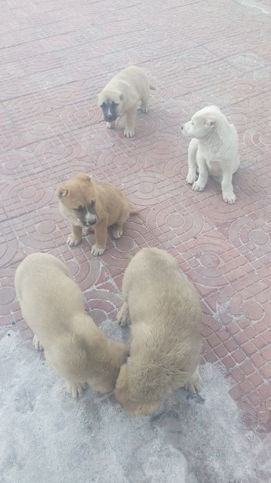 Шеньки,  Алабай күшіктері