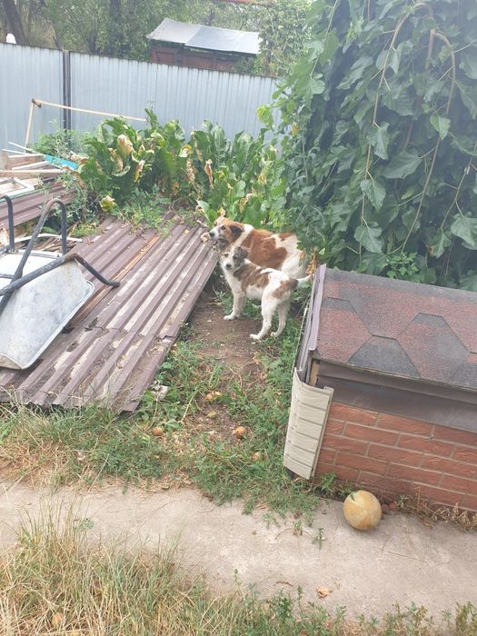 Отдам щенка даром
