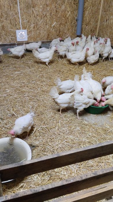 Продам кур несушек