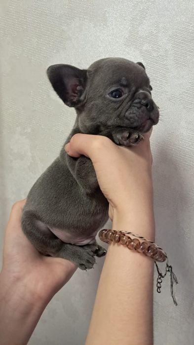 Щенки французский Бульдог