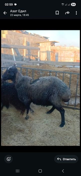 Кошкар продается