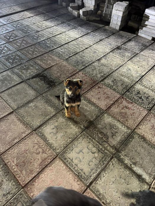 Немецкая овчарка щенки