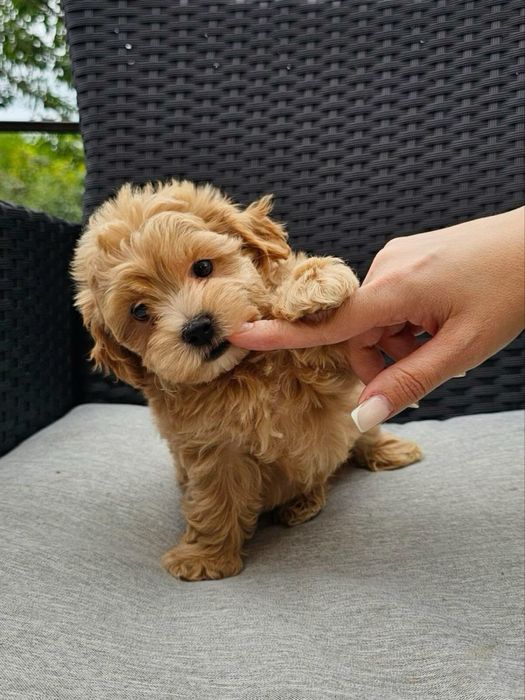 Fetiță maltipoo toy