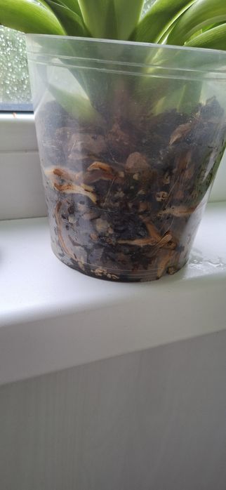 Продам пафиопедилум