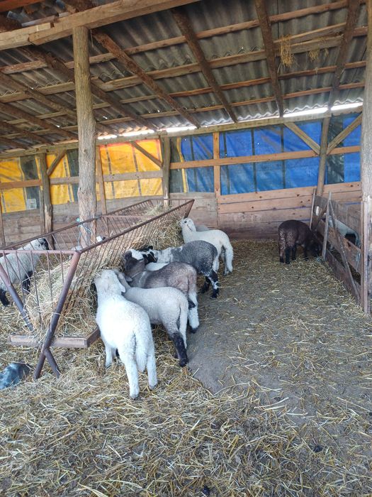 Miei metisi de suffolk