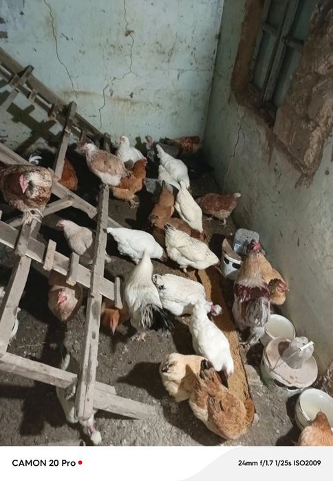 Тауықтар сатылады