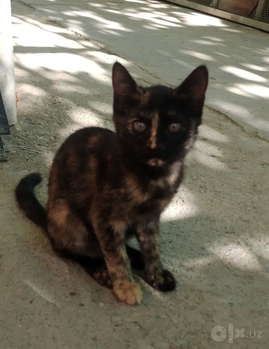 Котята,2,5мес,мальчики и девочки