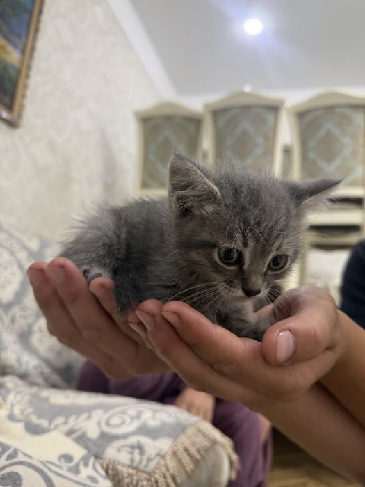 Отдам котенка даром