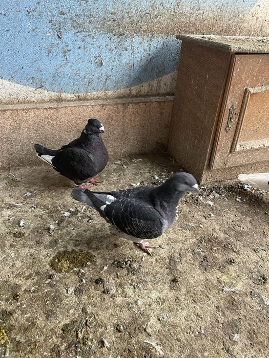 Porumbei americani si standard