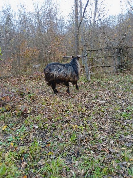 Vând țap carpatin