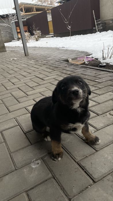 отдам щенка в добрые руки