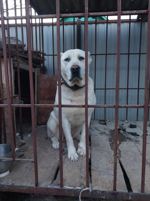 Вольер вместе с алабаем