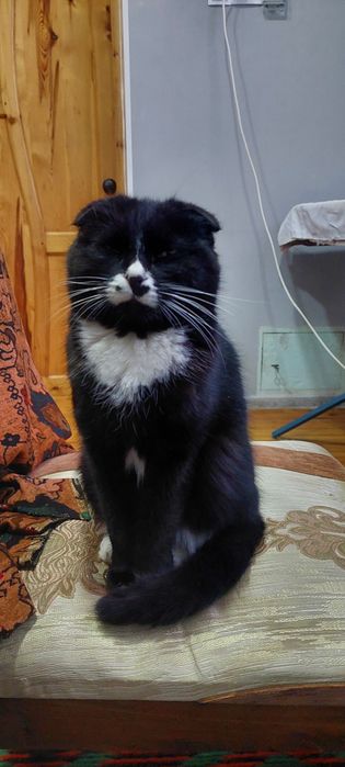 Skotish mushugi  Skotish mushugi 6 oy lek latokka oʻrgangan Tel 90-311