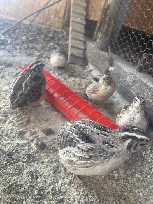 Vand 5 masculi de prepelita japoneza