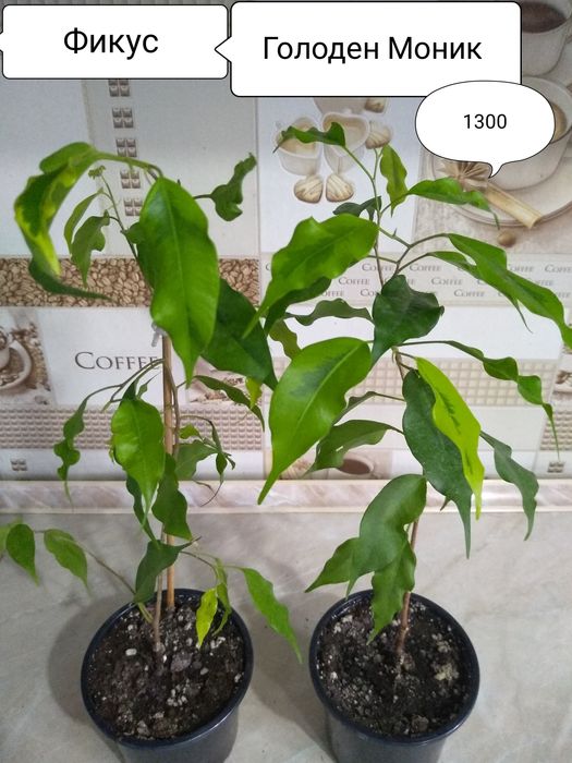 Продам Фикусы разные